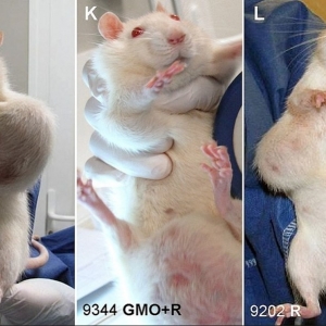 研究称一转基因玉米致癌 老鼠吃2年后普遍患肿瘤