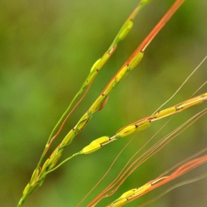 科学工作者在海口龙华区城西镇发现9处珍贵野生稻生长点