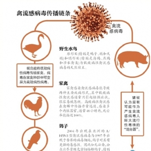 禽流感是怎么传播(染）的？（怎么得的？  如何“从禽到人”？）