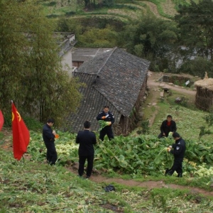 重庆市涪陵强制隔离戒毒所帮助菜农抢收青菜头